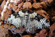 Calesiodes calesiodes - Gemeiner Blattspanner (Garten-Blattspanner)